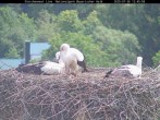 Archiv Foto Webcam Nationalpark Bayerischer Wald - Storchennest - Grafenau 11:00