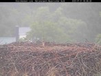 Archiv Foto Webcam Nationalpark Bayerischer Wald - Storchennest - Grafenau 05:00