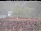 Archiv Foto Webcam Nationalpark Bayerischer Wald - Storchennest - Grafenau 06:00