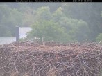 Archiv Foto Webcam Nationalpark Bayerischer Wald - Storchennest - Grafenau 07:00