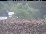 Archiv Foto Webcam Nationalpark Bayerischer Wald - Storchennest - Grafenau 09:00