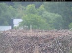 Archiv Foto Webcam Nationalpark Bayerischer Wald - Storchennest - Grafenau 11:00