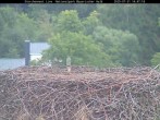 Archiv Foto Webcam Nationalpark Bayerischer Wald - Storchennest - Grafenau 13:00