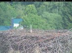 Archiv Foto Webcam Nationalpark Bayerischer Wald - Storchennest - Grafenau 15:00