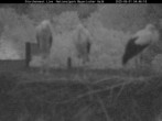Archiv Foto Webcam Nationalpark Bayerischer Wald - Storchennest - Grafenau 03:00