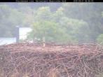 Archiv Foto Webcam Nationalpark Bayerischer Wald - Storchennest - Grafenau 05:00