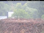 Archiv Foto Webcam Nationalpark Bayerischer Wald - Storchennest - Grafenau 06:00
