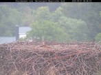 Archiv Foto Webcam Nationalpark Bayerischer Wald - Storchennest - Grafenau 07:00