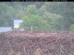 Archiv Foto Webcam Nationalpark Bayerischer Wald - Storchennest - Grafenau 09:00