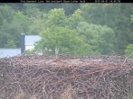 Archiv Foto Webcam Nationalpark Bayerischer Wald - Storchennest - Grafenau 13:00