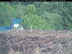Archiv Foto Webcam Nationalpark Bayerischer Wald - Storchennest - Grafenau 15:00