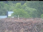 Archiv Foto Webcam Nationalpark Bayerischer Wald - Storchennest - Grafenau 05:00