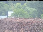 Archiv Foto Webcam Nationalpark Bayerischer Wald - Storchennest - Grafenau 06:00