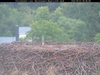 Archiv Foto Webcam Nationalpark Bayerischer Wald - Storchennest - Grafenau 07:00