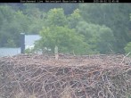 Archiv Foto Webcam Nationalpark Bayerischer Wald - Storchennest - Grafenau 11:00