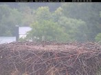 Archiv Foto Webcam Nationalpark Bayerischer Wald - Storchennest - Grafenau 05:00
