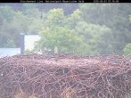 Archiv Foto Webcam Nationalpark Bayerischer Wald - Storchennest - Grafenau 06:00