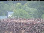 Archiv Foto Webcam Nationalpark Bayerischer Wald - Storchennest - Grafenau 07:00