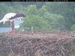 Archiv Foto Webcam Nationalpark Bayerischer Wald - Storchennest - Grafenau 09:00