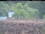 Archiv Foto Webcam Nationalpark Bayerischer Wald - Storchennest - Grafenau 11:00