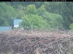 Archiv Foto Webcam Nationalpark Bayerischer Wald - Storchennest - Grafenau 13:00
