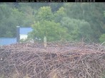 Archiv Foto Webcam Nationalpark Bayerischer Wald - Storchennest - Grafenau 17:00