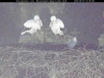 Archiv Foto Webcam Nationalpark Bayerischer Wald - Storchennest - Grafenau 21:00