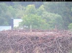 Archiv Foto Webcam Nationalpark Bayerischer Wald - Storchennest - Grafenau 05:00