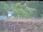 Archiv Foto Webcam Nationalpark Bayerischer Wald - Storchennest - Grafenau 13:00