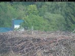 Archiv Foto Webcam Nationalpark Bayerischer Wald - Storchennest - Grafenau 15:00