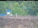 Archiv Foto Webcam Nationalpark Bayerischer Wald - Storchennest - Grafenau 17:00