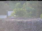 Archiv Foto Webcam Nationalpark Bayerischer Wald - Storchennest - Grafenau 05:00