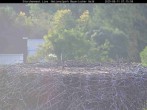 Archiv Foto Webcam Nationalpark Bayerischer Wald - Storchennest - Grafenau 06:00