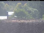 Archiv Foto Webcam Nationalpark Bayerischer Wald - Storchennest - Grafenau 07:00