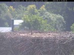 Archiv Foto Webcam Nationalpark Bayerischer Wald - Storchennest - Grafenau 09:00