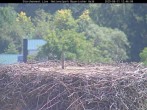 Archiv Foto Webcam Nationalpark Bayerischer Wald - Storchennest - Grafenau 11:00