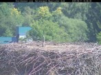 Archiv Foto Webcam Nationalpark Bayerischer Wald - Storchennest - Grafenau 13:00