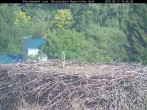 Archiv Foto Webcam Nationalpark Bayerischer Wald - Storchennest - Grafenau 15:00