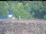 Archiv Foto Webcam Nationalpark Bayerischer Wald - Storchennest - Grafenau 17:00