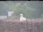 Archiv Foto Webcam Nationalpark Bayerischer Wald - Storchennest - Grafenau 05:00