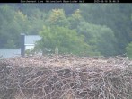 Archiv Foto Webcam Nationalpark Bayerischer Wald - Storchennest - Grafenau 07:00