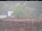 Archiv Foto Webcam Nationalpark Bayerischer Wald - Storchennest - Grafenau 09:00