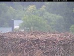 Archiv Foto Webcam Nationalpark Bayerischer Wald - Storchennest - Grafenau 11:00