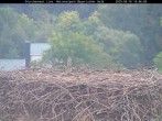 Archiv Foto Webcam Nationalpark Bayerischer Wald - Storchennest - Grafenau 13:00