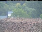 Archiv Foto Webcam Nationalpark Bayerischer Wald - Storchennest - Grafenau 15:00