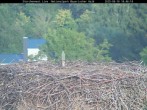 Archiv Foto Webcam Nationalpark Bayerischer Wald - Storchennest - Grafenau 17:00