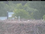 Archiv Foto Webcam Nationalpark Bayerischer Wald - Storchennest - Grafenau 05:00