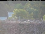 Archiv Foto Webcam Nationalpark Bayerischer Wald - Storchennest - Grafenau 06:00