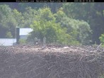 Archiv Foto Webcam Nationalpark Bayerischer Wald - Storchennest - Grafenau 09:00