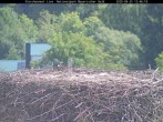 Archiv Foto Webcam Nationalpark Bayerischer Wald - Storchennest - Grafenau 11:00
